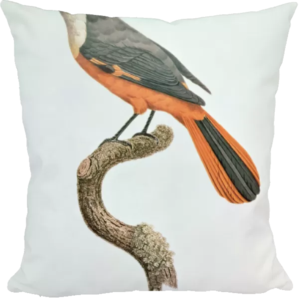 Orange Jay