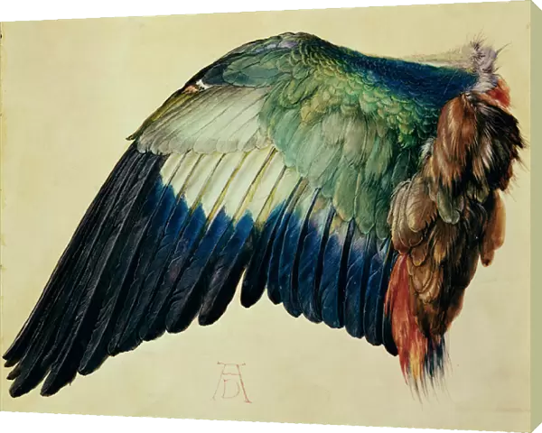 Wing of a Blue Roller, 1512 (w  /  c on vellum with gold)
