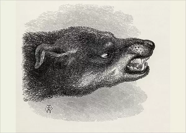 Head of snarling dog, from Charles Darwins The Expression of the Emotions in Man