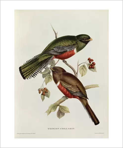 Trogon Collaris from Tropical Birds, 19th century (coloured litho)