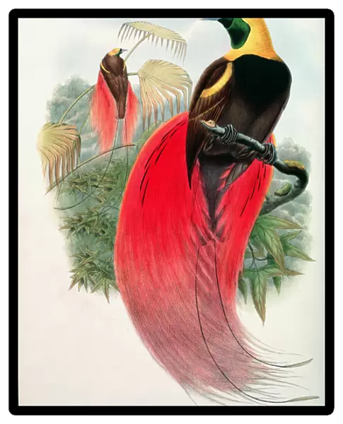 Bird of Paradise, engraved by T. Walter (colour litho)