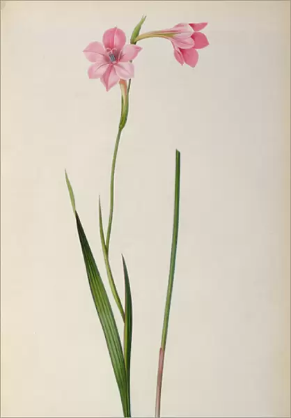 Gladiolus Hirsulus, from Les Liliacees, 1805 (coloured engraving)