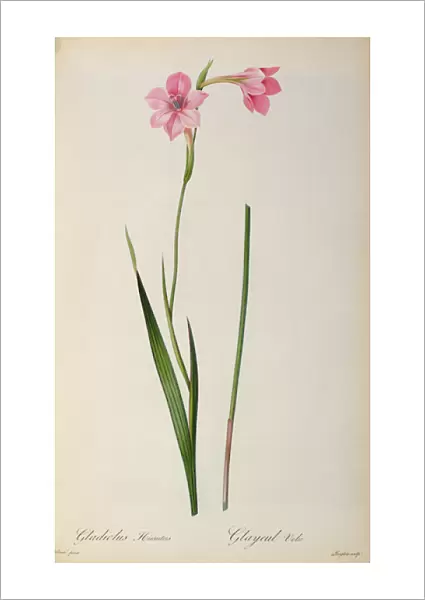 Gladiolus Hirsulus, from Les Liliacees, 1805 (coloured engraving)