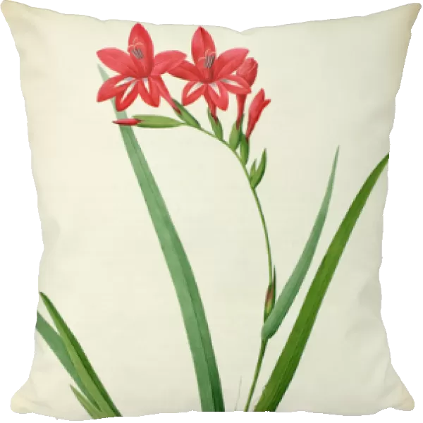Gladiolus Cardinalis, from Les Liliacees, 1805 (coloured engraving)