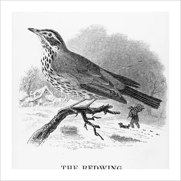 The Redwing, illustration from A History of British Birds by William Yarrell