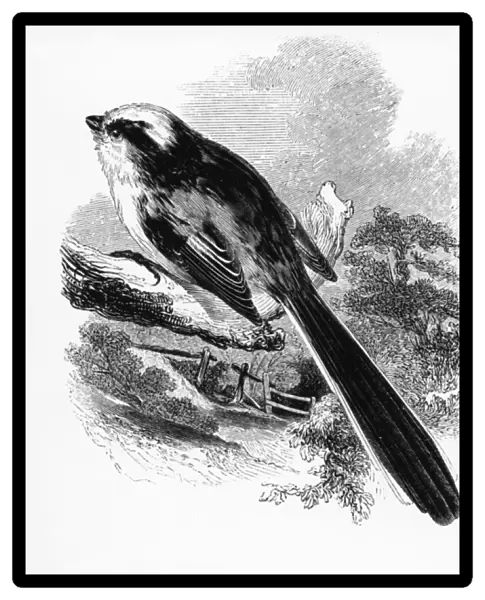 The Long-Tailed Tit, illustration from A History of British Birds by William Yarrell