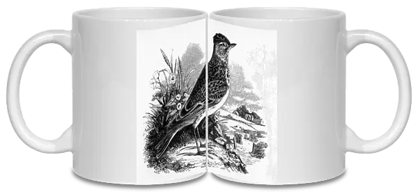 The Sky Lark, illustration from A History of British Birds by William Yarrell