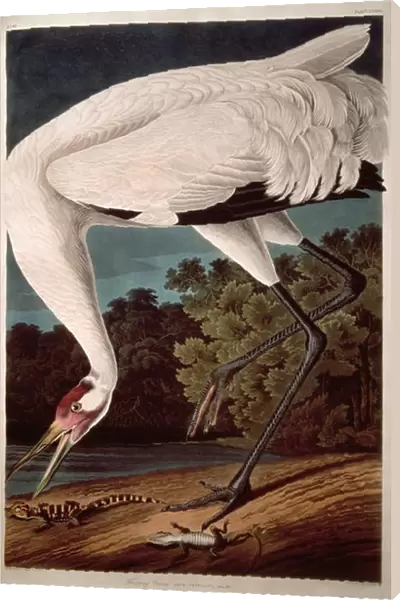 Whooping Crane, from Birds of America