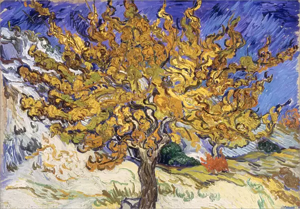Mulberry Tree, 1889 (oil on canvas)