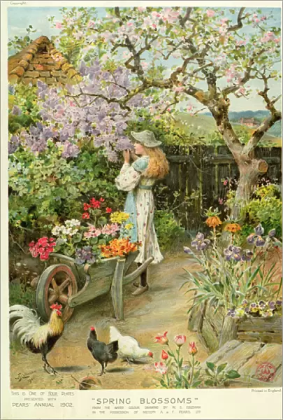 Spring Blossoms, from the Pears Annual, 1902
