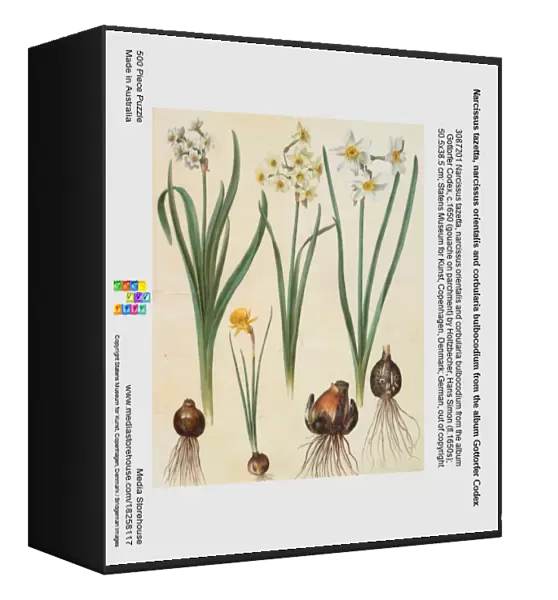 Narcissus tazetta, narcissus orientalis and corbularia bulbocodium from the album Gottorfer Codex