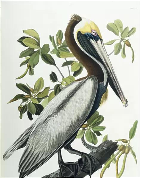 Brown Pelican, 1835 (coloured lithograph)