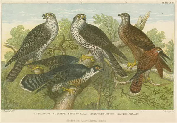 Hawks and falcons (coloured engraving)