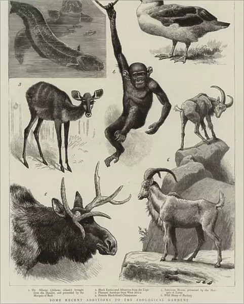 Some Recent Additions to the Zoological Gardens (engraving)