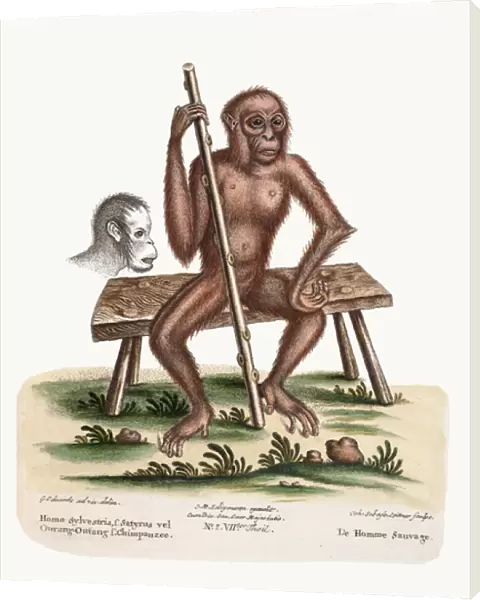 The Man of the Woods, 1749-73 (coloured engraving)