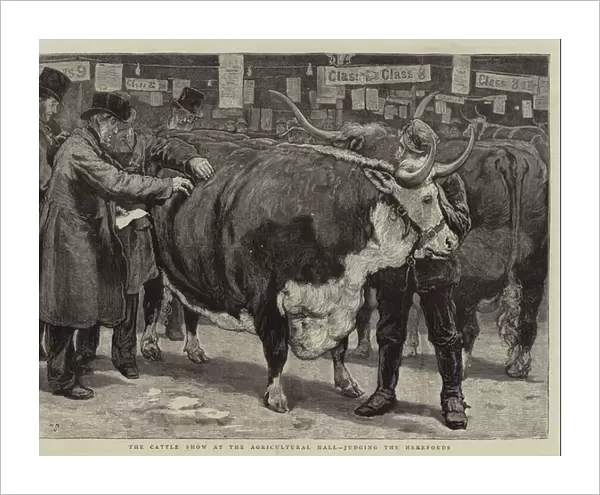 The Cattle Show at the Agricultural Hall, judging the Herefords (engraving)