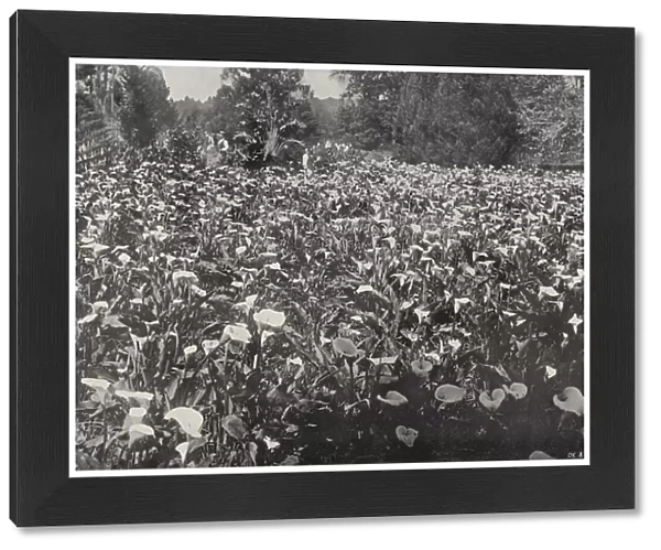 Field of Arums, Claremont (b  /  w photo)