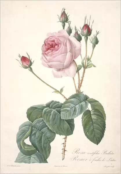 Rosa centifolia Bullata, Rosier a feuilles de Laitue, engraved by Francois Langlois