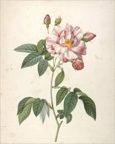 Rosa Gallica Versicolor, Rosier de France a fleurs panachees