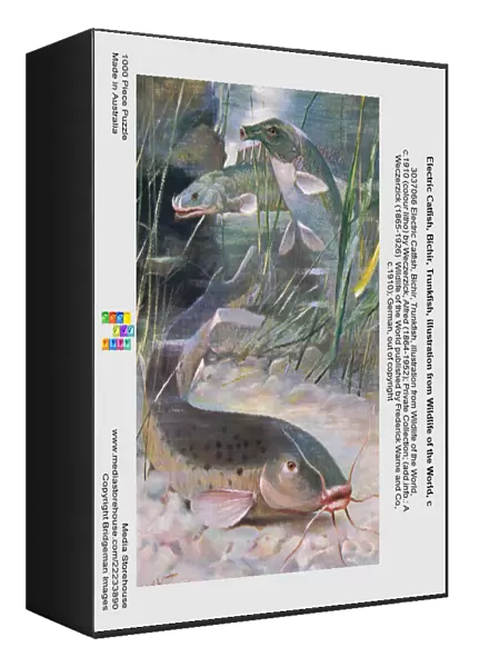 Electric Catfish, Bichir, Trunkfish, illustration from Wildlife of the World, c