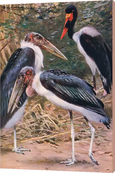 Marabou and Jabiru, illustration from Wildlife of the World, c