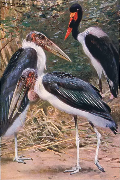 Marabou and Jabiru, illustration from Wildlife of the World, c