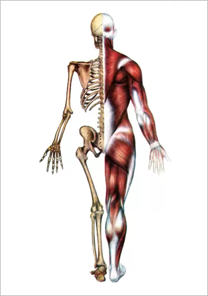 Anatomical Print of the Human Skeleton and Muscles, 1935 (screen print)
