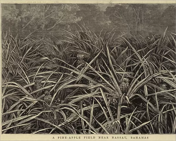 A Pine-Apple Field near Nassau, Bahamas (engraving)