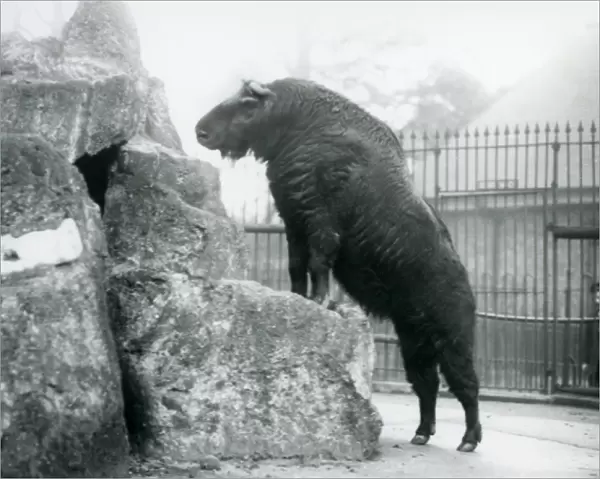 A Takin, also known as a Cattle chamois or Gnu goat, standing upright with his front legs