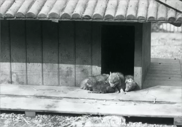 Four Coyote pups resting in the entrance of their den  /  wooden kennel, London Zoo