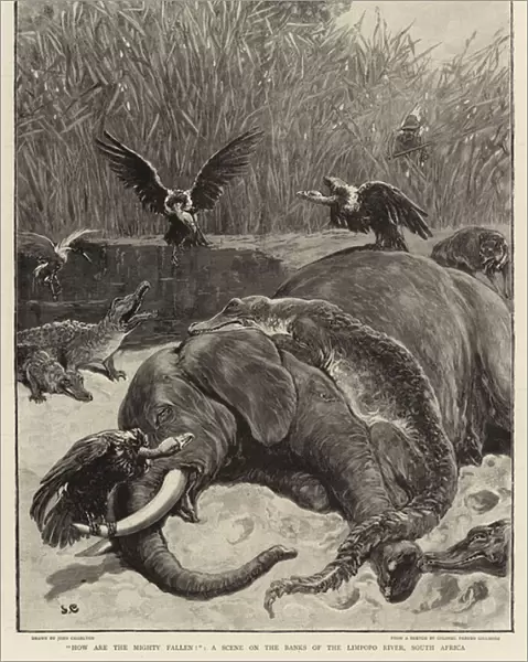'How are the mighty fallen!', a Scene on the Banks of the Limpopo River, South Africa (engraving)