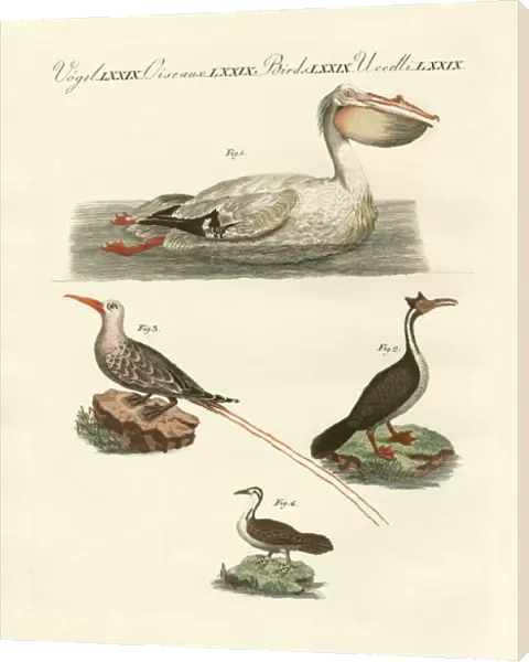 Strange swimming birds (coloured engraving)