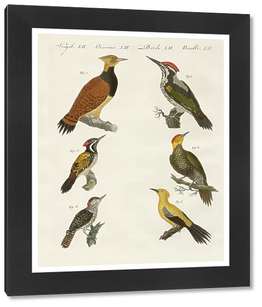 Foreign wookpeckers (coloured engraving)
