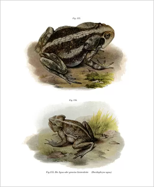 Giant Toad (colour litho)