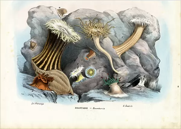 Sea Anemones, 1863-79 (colour litho)