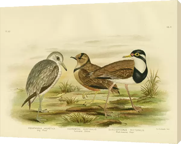 Black-Breasted Plover, 1891 (colour litho)