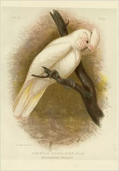 Blood-Stained Cockatoo, 1891 (colour litho)