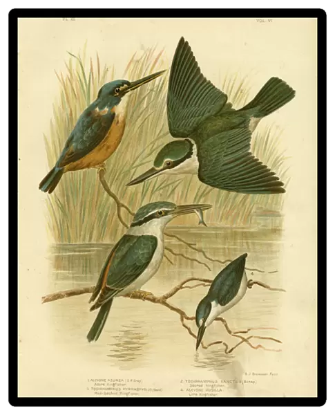 Azure Kingfisher, 1891 (colour litho)