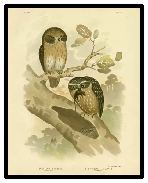 Boobook Owl, 1891 (colour litho)