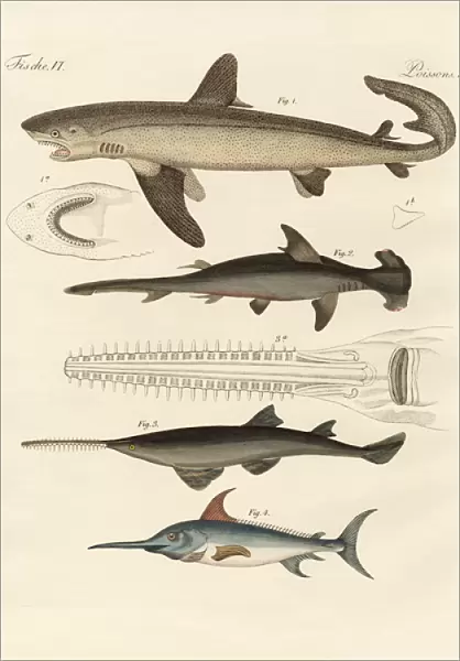 Large fish of prey (coloured engraving)