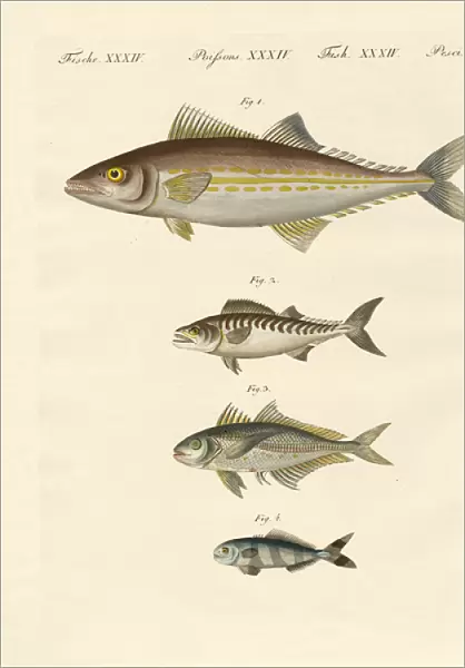 Kinds of mackerel (coloured engraving)