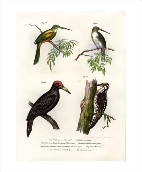 Green-tailed Jacamar, 1864 (colour litho)