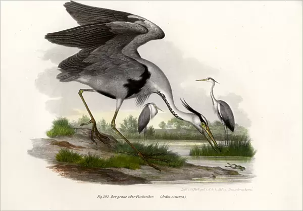 Grey Heron, 1864 (colour litho)