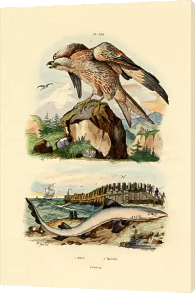 Red Kite, 1833-39 (coloured engraving)