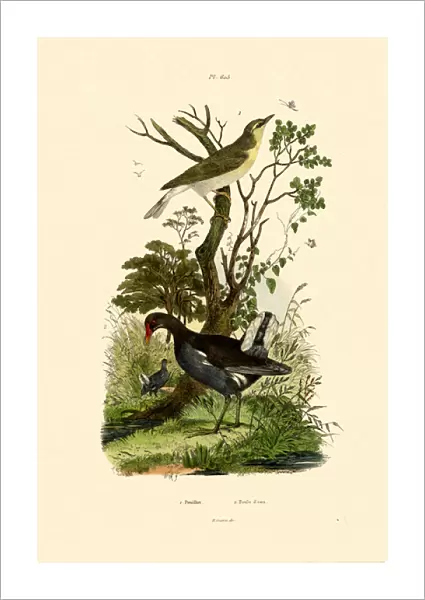 Wood Warbler, 1833-39 (coloured engraving)