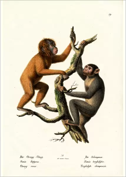 Orangutan, 1824 (colour litho)