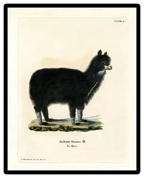 Alpaca (coloured engraving)
