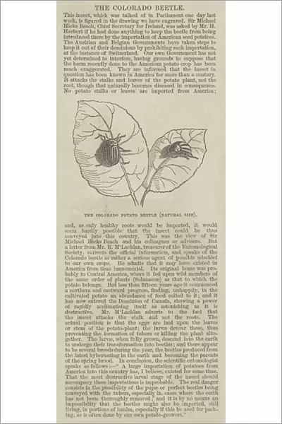 The Colorado Potato Beetle (engraving)