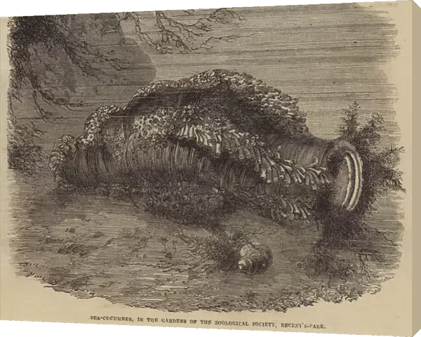 Sea-Cucumber, in the Gardens of the Zoological Society, Regent s-Park (engraving)