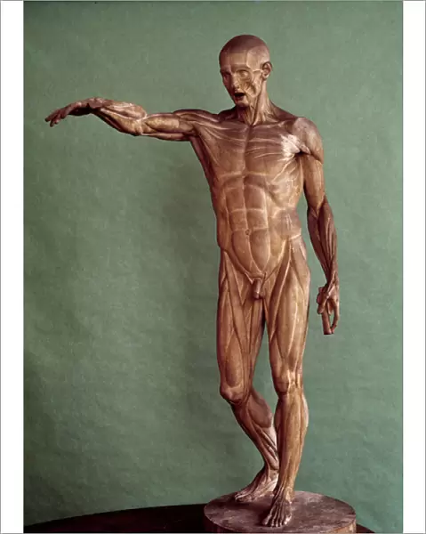 Human anatomy. Ecorche by Jean Antoine Houdon (1741-1828), 18th century